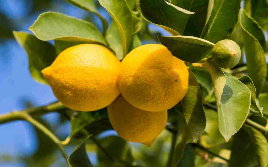 pianta di limone trucco