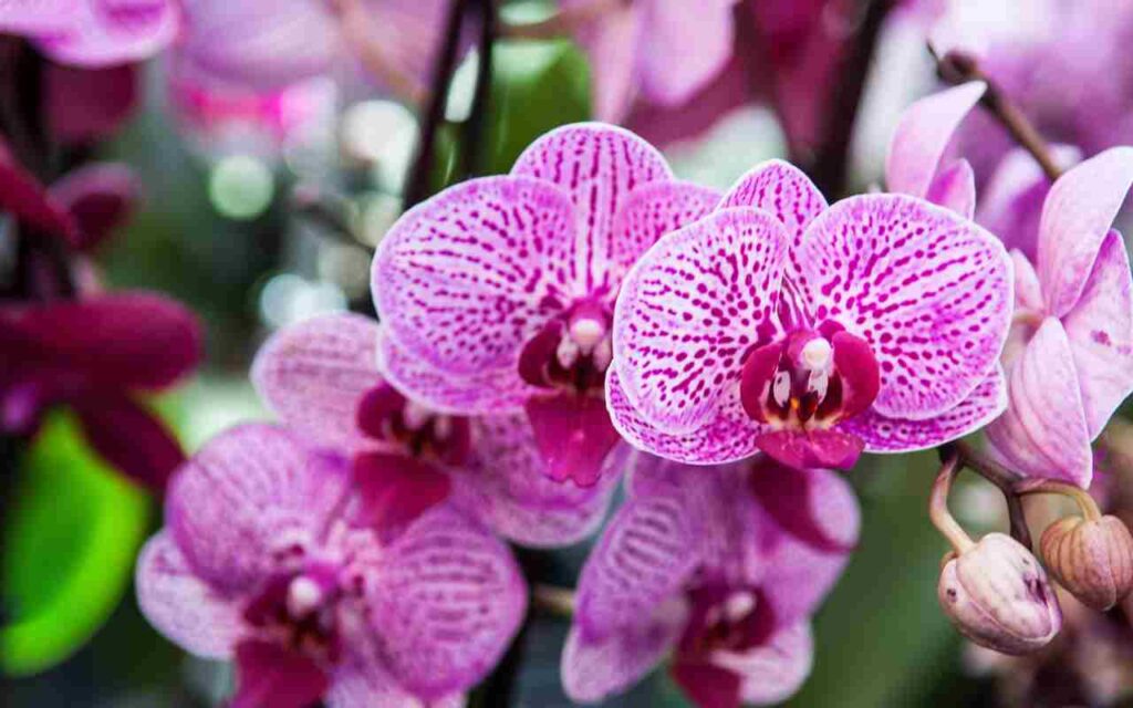 orchidee concime