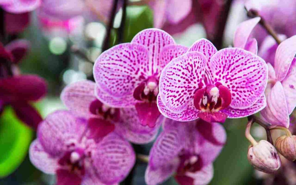 orchidea limone orchidee spezia rinvasare