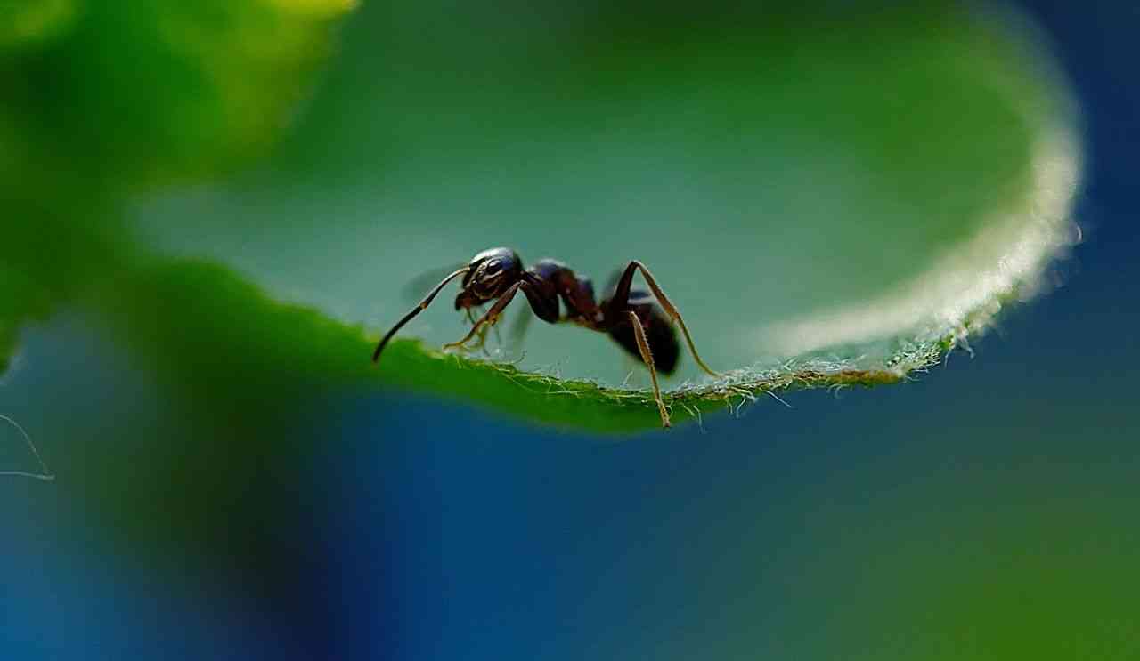 allarme formiche