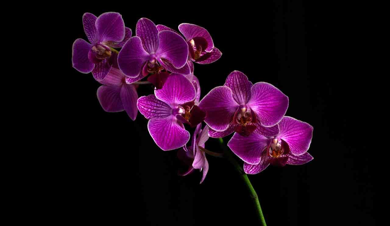 Non far morire le orchidee