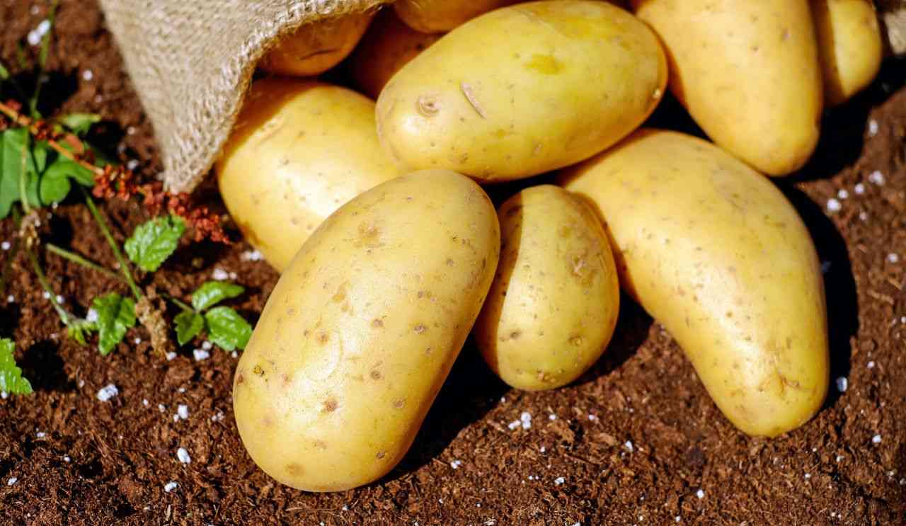 patate germogliate