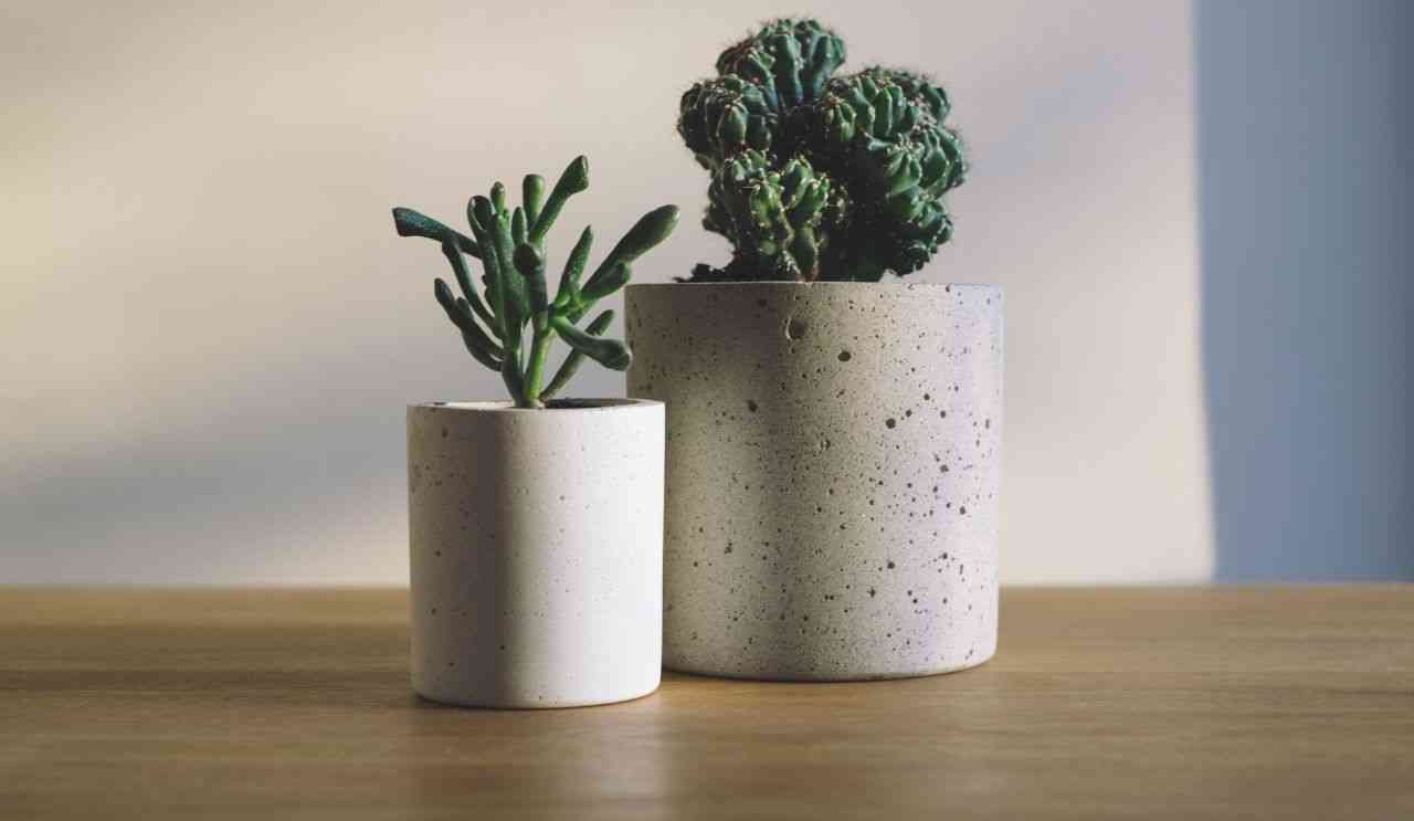 vaso usare per le piante grasse