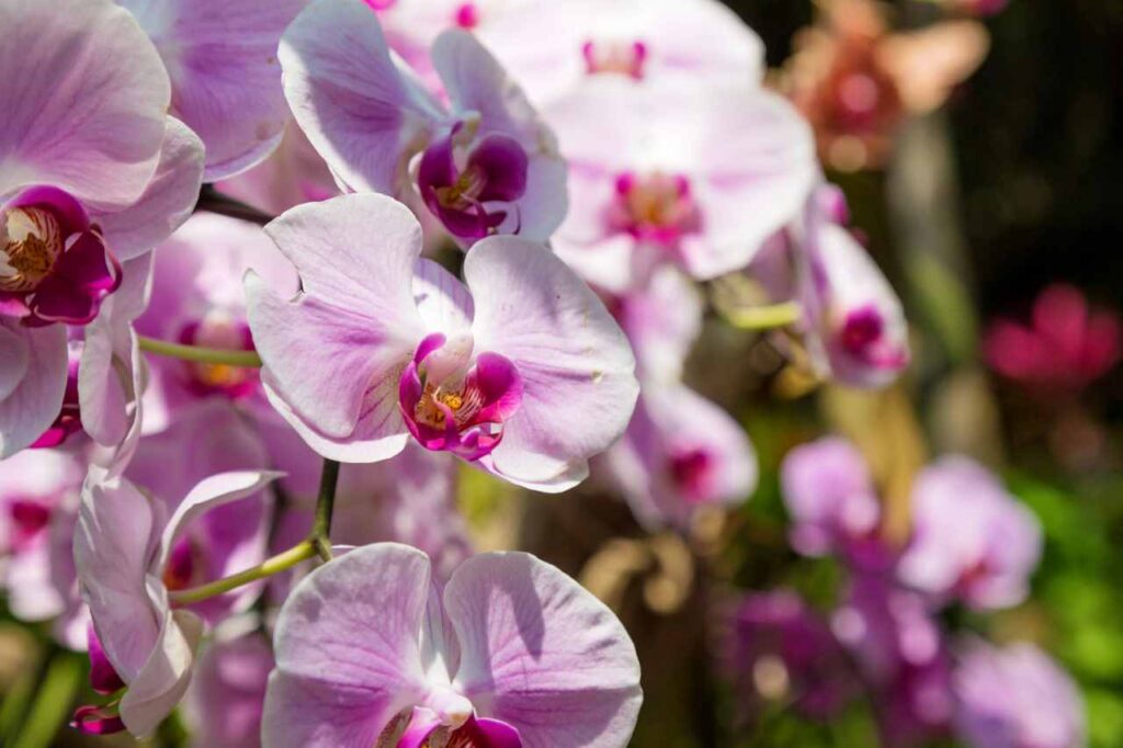 orchidea spezia
